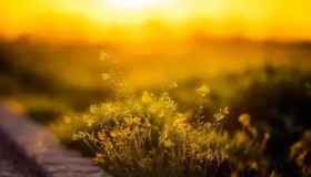 电竞赛事S15总决赛直播观看人数创新高，品牌联名助推电竞产业蓬勃发展